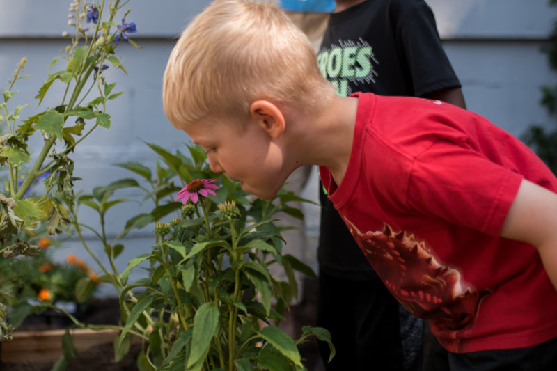 Boy smelling flowers at summer camp